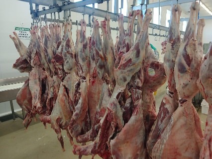 Planta corderos GLV